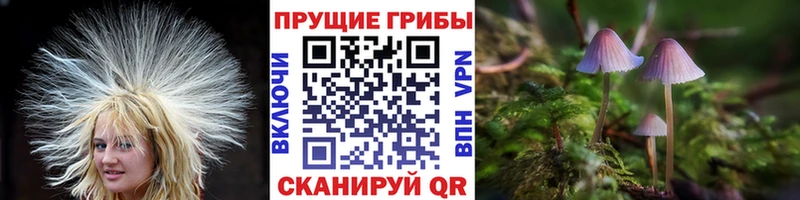 Купить  Гусев  Псилоцибиновые грибы Magic Shrooms 